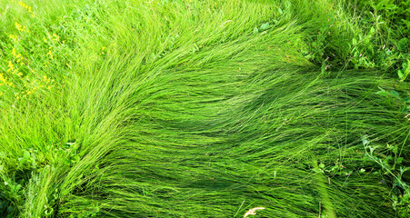 Long stalks of fresh grass lie on the ground, blown down by the wind. The texture of green crushed grass.