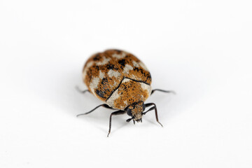 Varied carpet beetle Anthrenus verbasci home and storage pest. The larva of this beetle is a pest...