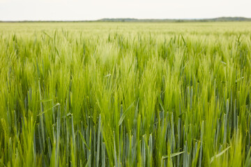green wheat in the field