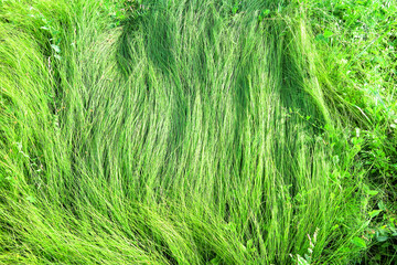 Long stalks of fresh grass lie on the ground, blown down by the wind. The texture of green crushed grass.