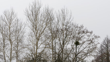 Trees without leaves in snow covered ground. White winter scenery. Nature concept.