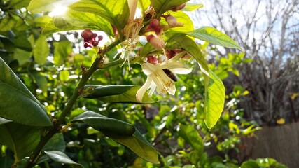 Lemon tree flower with honey bee in it