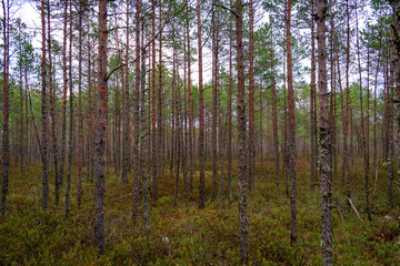 Fototapeta na wymiar Pine tree forest in the Blind swamp trail in Latvia