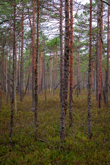 Pine tree forest in the Blind swamp trail in Latvia