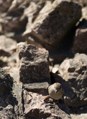 Sparrow on Rocks. Camouflage in Nature