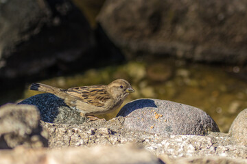 Sparrow on Rocks. Camouflage in Nature
