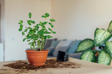 Indoor gardening. Mint plant re-potted into a larger pot
