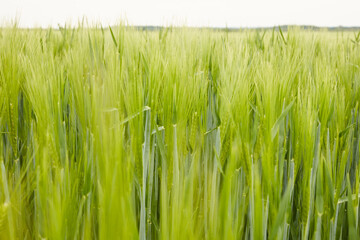 green wheat in the field
