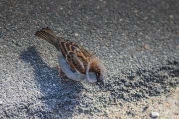 Sparrow on Asphalt background