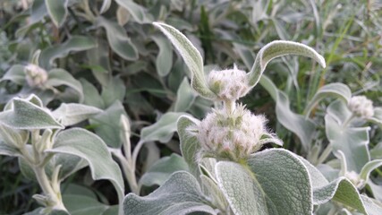 Phlomis fruticosa before the flowers formed.Jerusalem sage