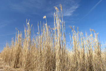 Champ de miscanthus à maturité