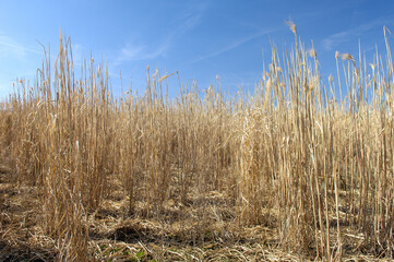 Fototapeta premium Champ de miscanthus à maturité