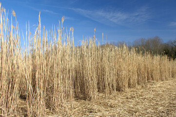 Champ de miscanthus à maturité