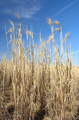 Champ de miscanthus à maturité