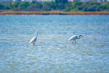 Two white herons stands in the lake