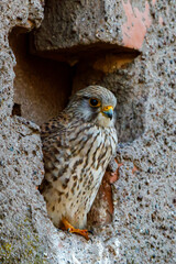 A falcon at the breeding cave