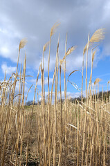 Champ de miscanthus