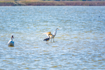 Graceful water birds, white Swan and white and grey herons swimming in the lake.