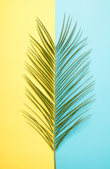 Fresh aesthetic palm leaf on yellow and blue background. Minimal flatlay composition