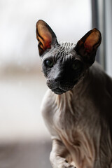 Curious Cat. Portrait of Old Grey Sphynx Cat Sitting on a Windowsill. Interested in something