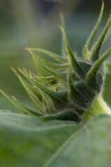 Sunflower Bud Before Blossoming. Garden Process Documentation. Summer Florals