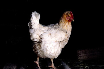 Hen