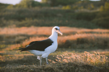Albatross Seabirds in Kaena point , Oahu Hawaii
