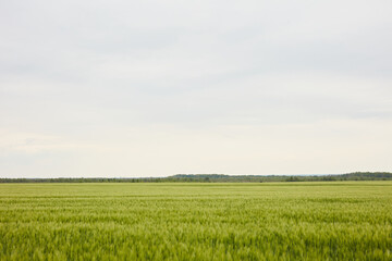 green wheat field
