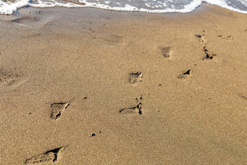 footprints in the sand. the baby left traces of bare feet by the sea.