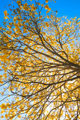 Tabebuia donnell-smithii. Tabebuia is a genus of flowering plants in the family Bignoniaceae. Oahu Hawaii