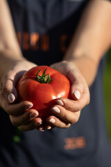 Garden Treasure. Home Grown Red Tomato Held in Hands
