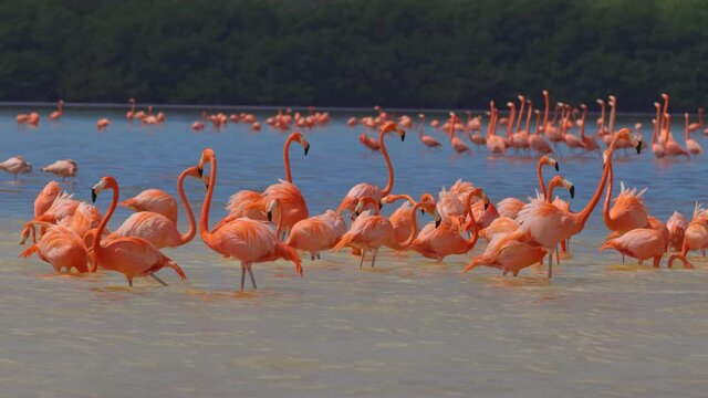 Gorgeous pink flamingos on the lake. Lot of flamingos hibernate in warm areas waiting to return home. High quality 4K shot