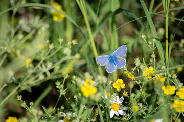 butterfly on a flower