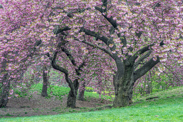 Central Park in spring