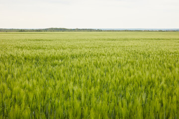 green wheat in the field