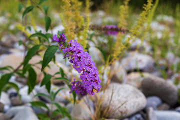 purple flowers on stones growing near the mountain river Shakhe in the Krasnodar Territory