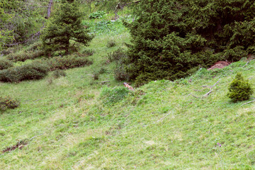 Alpine marmot looks around. Trentino-Alto Adige, Italy