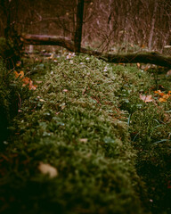 Green moss growing on a dead tree with yellow fallen leaves on it