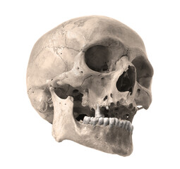 Obraz premium Skull of the person on a white background.