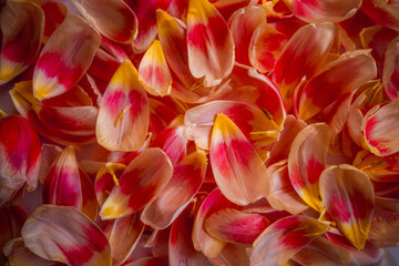 Red and Yellow Gradient Tulip Petal Full Background