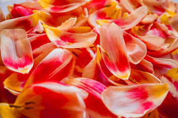 Fototapeta na wymiar Red and Yellow Gradient Tulip Petal Background