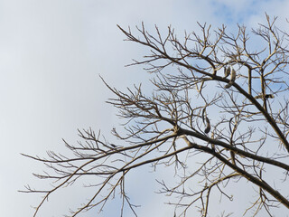 Fototapeta na wymiar Tree without leaves in winter 
