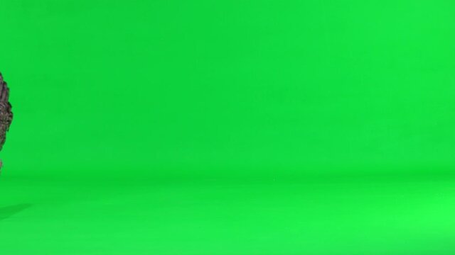 gray hen appears on a green screen, runs and leaves the screen