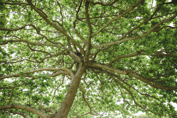 Tree at Kualoa Regional Park, Oahu, Hawaii