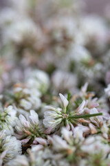 Nature Carpet. White Clover Flower Field Background