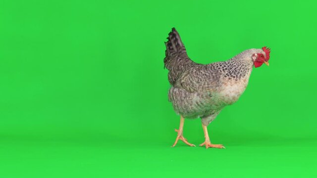 gray chicken stands on a green screen and goes off-screen