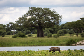 Warthog during safari in Tarangire National Park, Tanzania