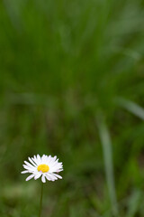 Single White English Daisy Nature Background