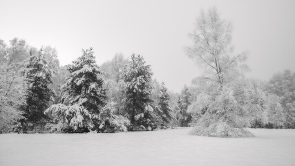 Fototapeta premium OLYMPUS DIGITAL CAMERA