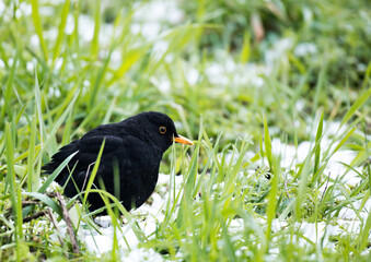 A blackbird forages for food amongst snow-covered grass